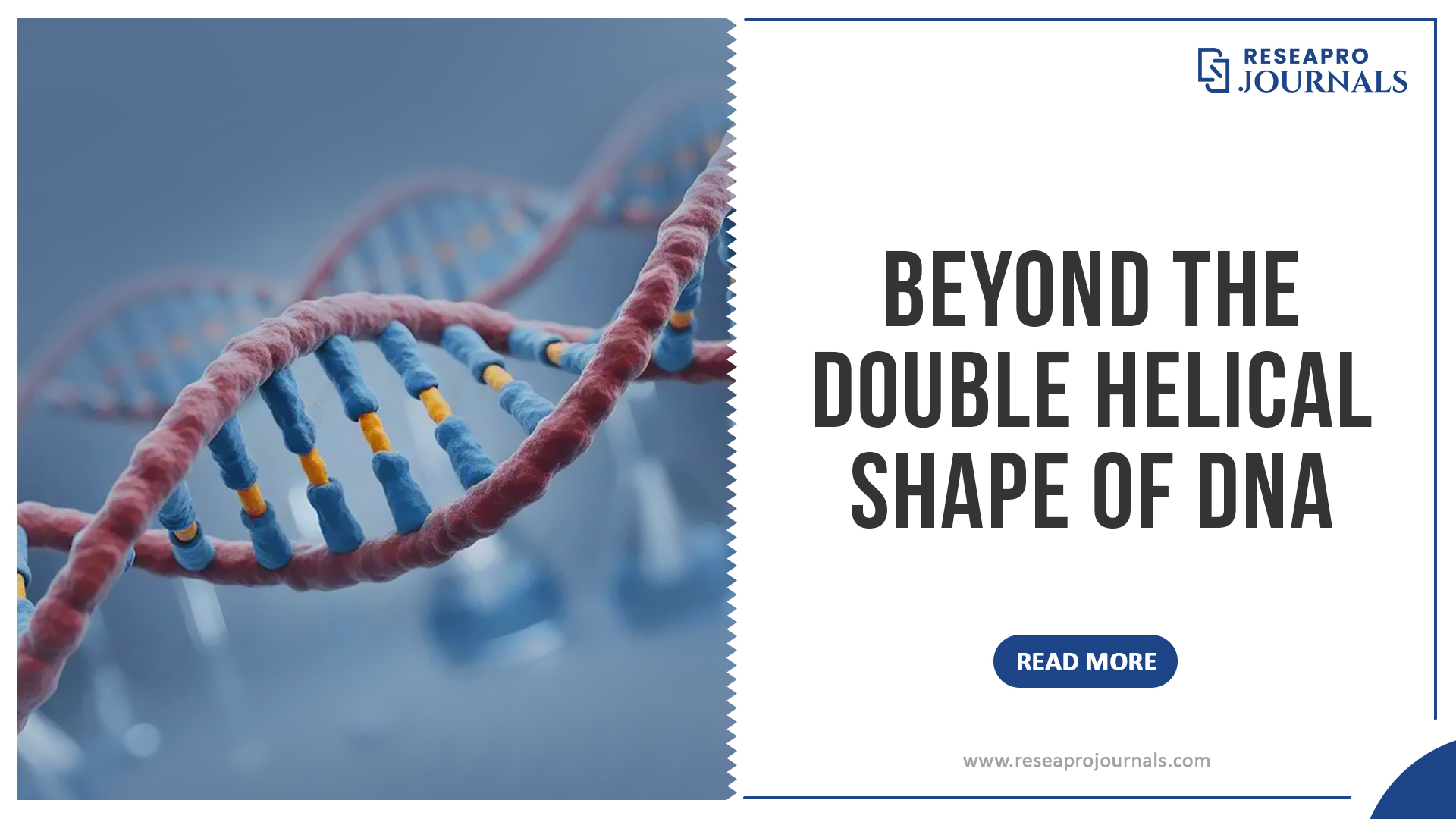 Beyond the Double Helical Shape of DNA